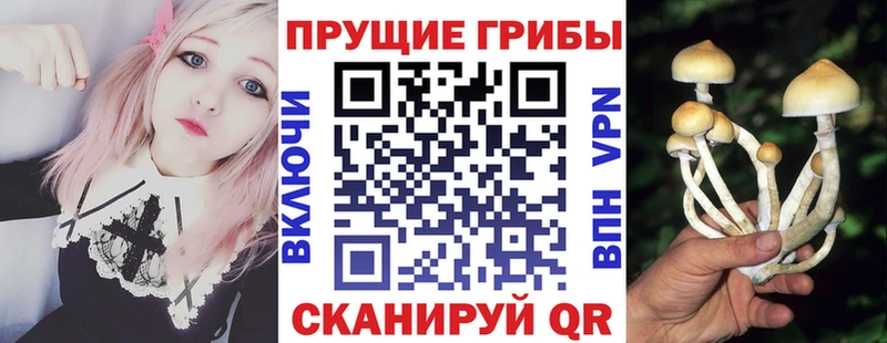 Псилоцибиновые грибы Psilocybe  Купить закладки  Назарово 
